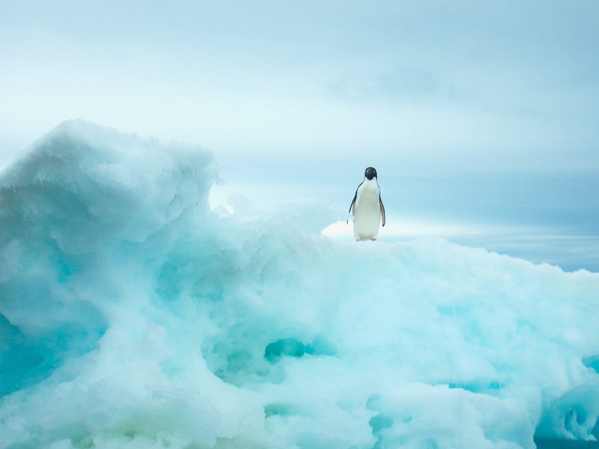 Solitary penguin standing atop an ethereal landscape of ice and snow in Antarctica. The image captures a lone Adélie penguin centered on a textured ice formation, with various shades of white and translucent blue ice creating a dreamlike, minimalist environment. The penguin's black and white coloring provides striking contrast against the soft, misty blue background of ice, sky, and distant glaciers.